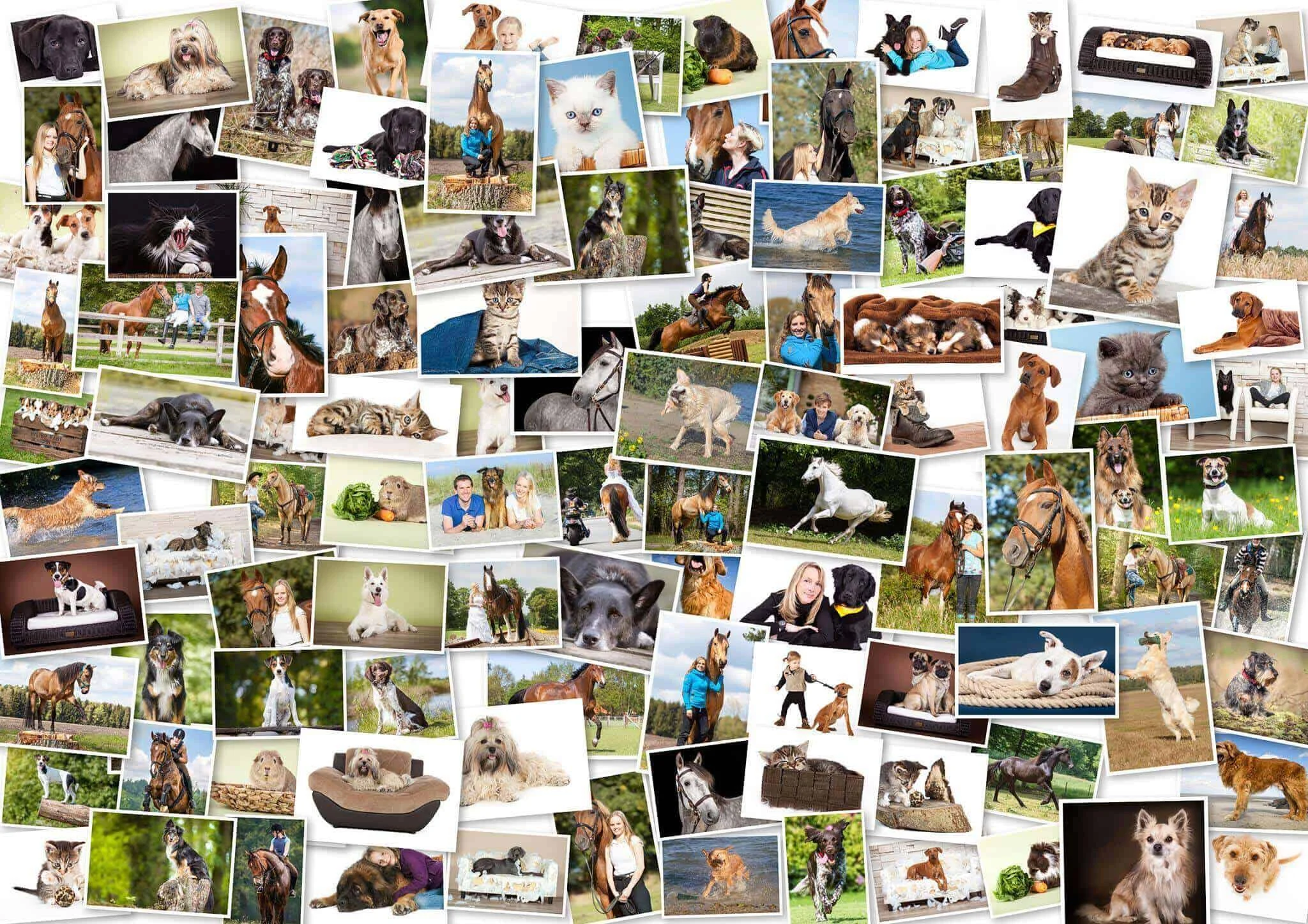 Auswahl Tierfotos