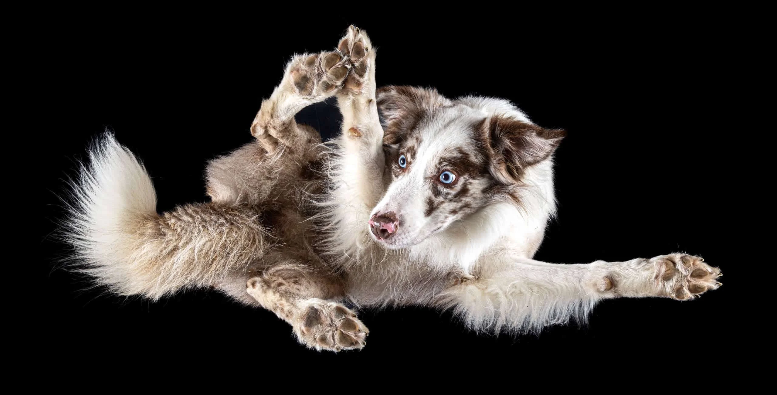 Aussi von-unten-Header Hunde von unten Fotoshooting mit einem Aussi auf der Glasplatte
