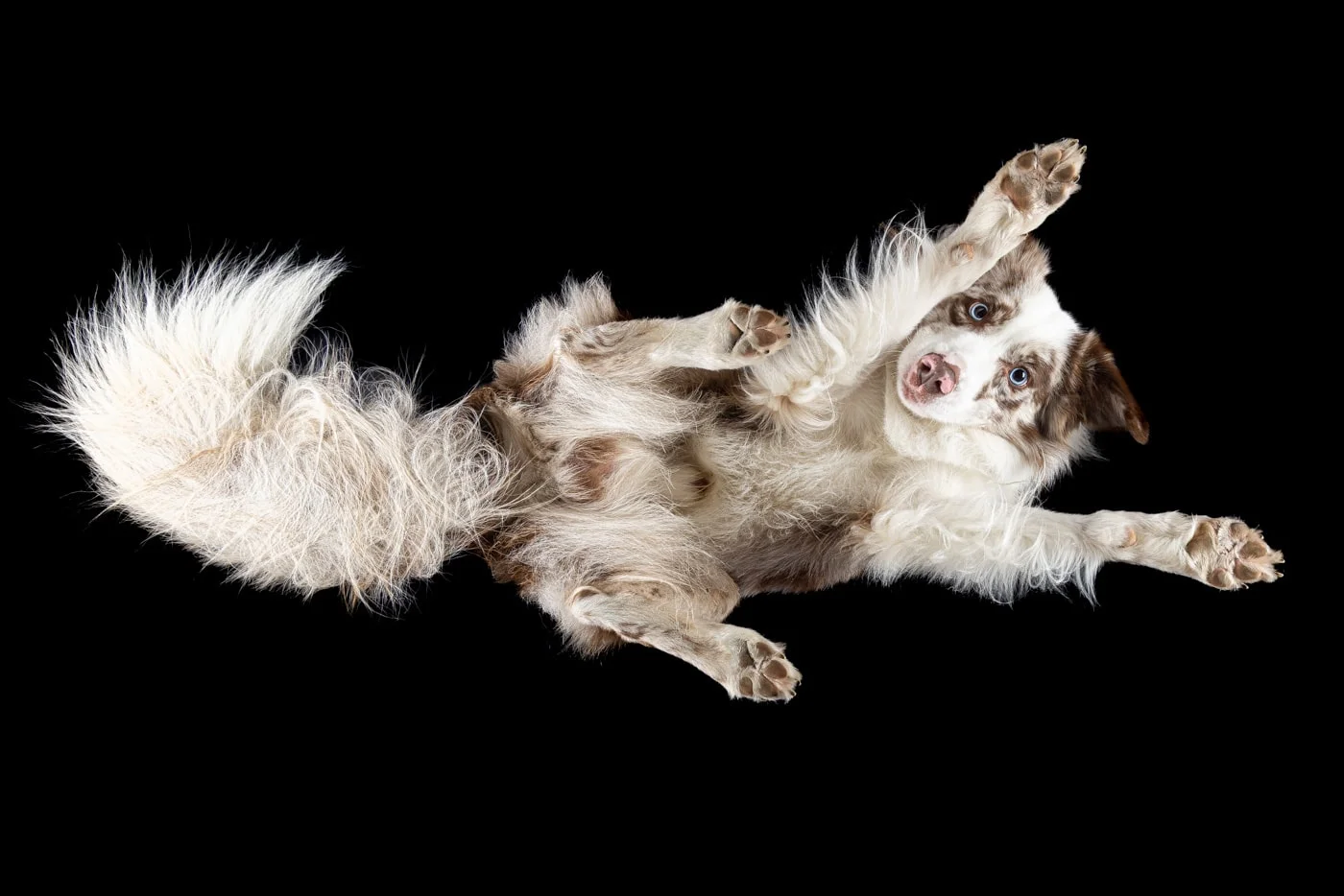 Tierfoto Hund von unten TS071